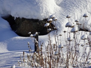 Snow tufted winter garden