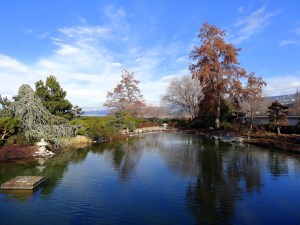 Japanese garden pond