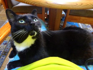 Pink flamingo jammies