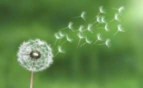 Dandelion seeding